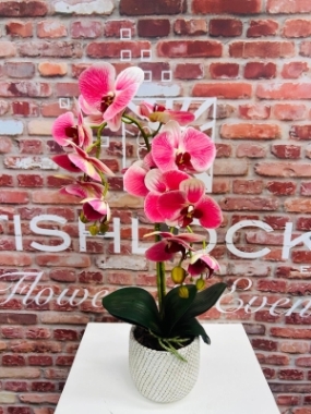 Potted Phalaenopsis Medium