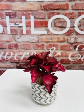 Potted Succulant 2