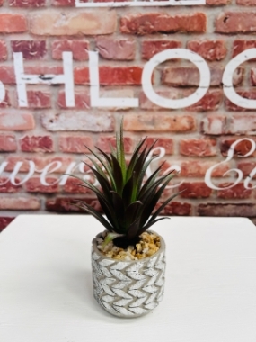 Potted Succulent 3