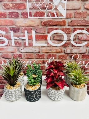 Potted succulent 4