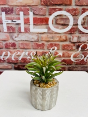 Potted Suculent 1