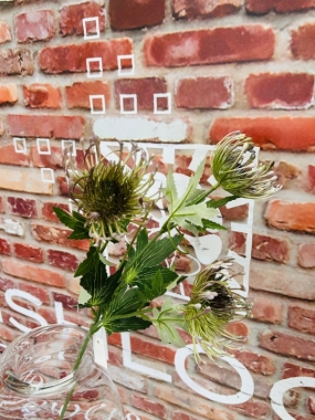 Purple Thistle