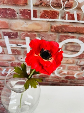 Red Anemone Small