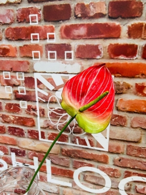 Red Anthurium