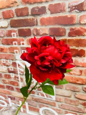 Red Peony