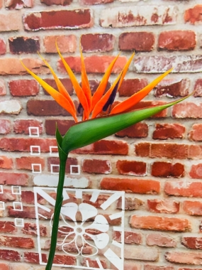 Strelitzia