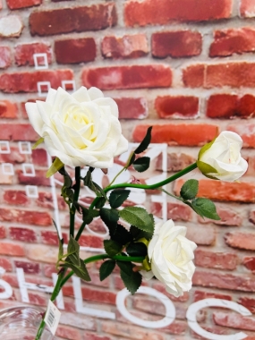 White Spray Rose