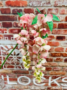 Wisteria Pink